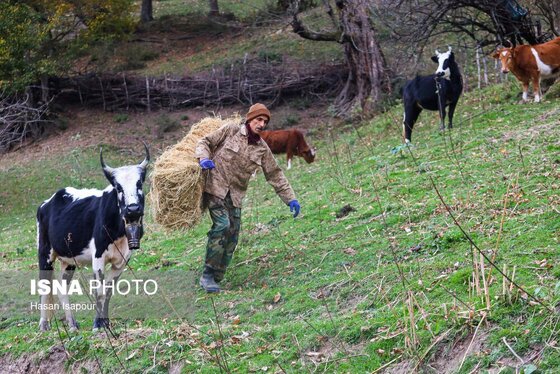 گزارش تصویری | دامداری سنتی گالش مِنزل - سوادکوه