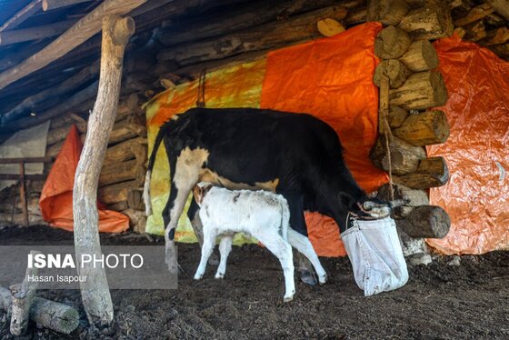 گزارش تصویری | دامداری سنتی گالش مِنزل - سوادکوه