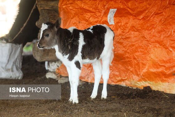 گزارش تصویری | دامداری سنتی گالش مِنزل - سوادکوه