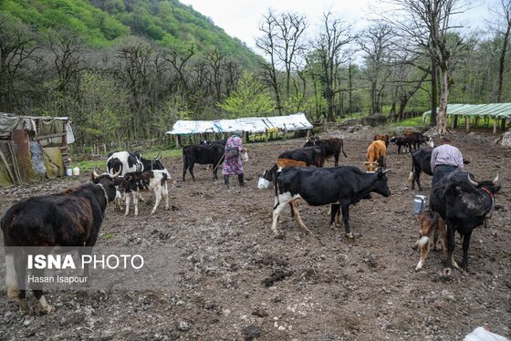 گزارش تصویری | دامداری سنتی گالش مِنزل - سوادکوه