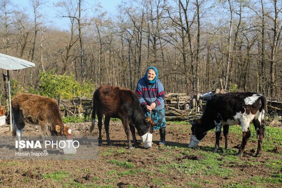 گزارش تصویری | دامداری سنتی گالش مِنزل - سوادکوه
