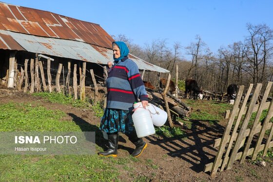 گزارش تصویری | دامداری سنتی گالش مِنزل - سوادکوه