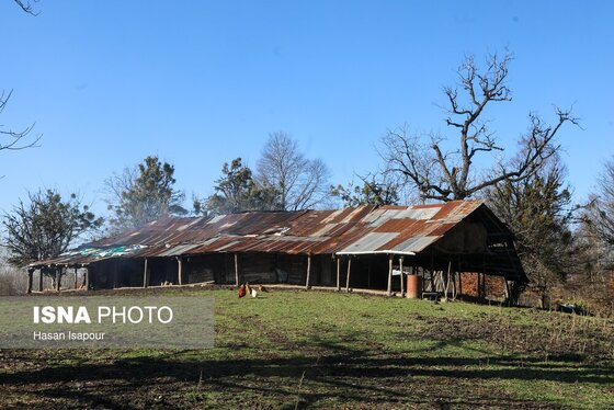 گزارش تصویری | دامداری سنتی گالش مِنزل - سوادکوه