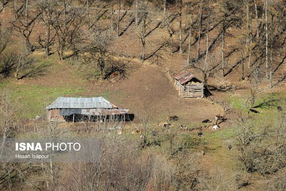 گزارش تصویری | دامداری سنتی گالش مِنزل - سوادکوه