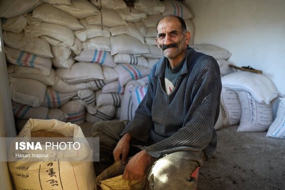 گزارش تصویری | دامداری سنتی گالش مِنزل - سوادکوه