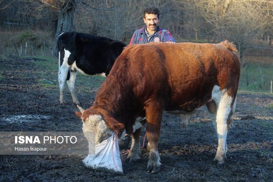 گزارش تصویری | دامداری سنتی گالش مِنزل - سوادکوه
