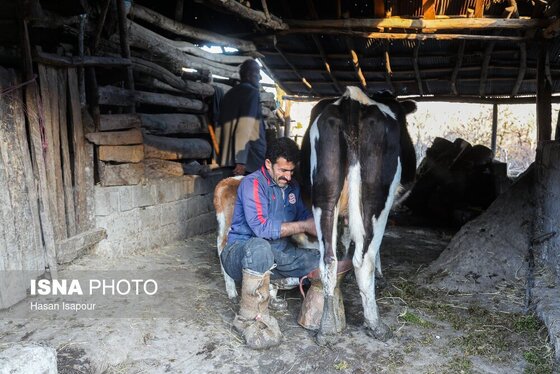 گزارش تصویری | دامداری سنتی گالش مِنزل - سوادکوه