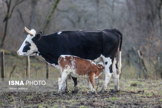 گزارش تصویری | دامداری سنتی گالش مِنزل - سوادکوه