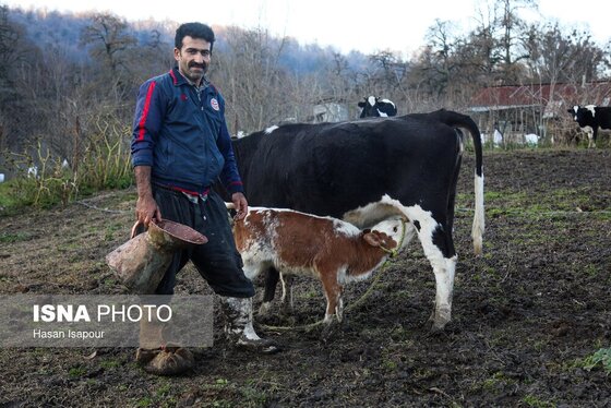 گزارش تصویری | دامداری سنتی گالش مِنزل - سوادکوه