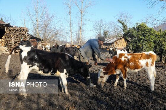 گزارش تصویری | دامداری سنتی گالش مِنزل - سوادکوه