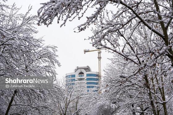 گزارش تصویری | بارش زیبای برف در مشهد