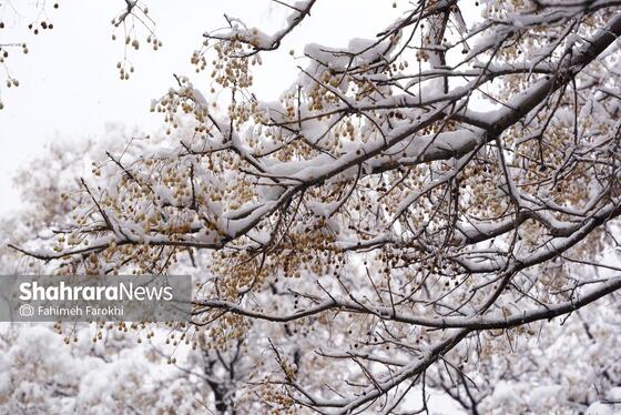 گزارش تصویری | بارش زیبای برف در مشهد