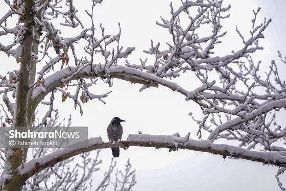 گزارش تصویری | بارش زیبای برف در مشهد