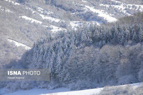 گزارش تصویری | بارش برف زمستانی در سوادکوه - مازندران
