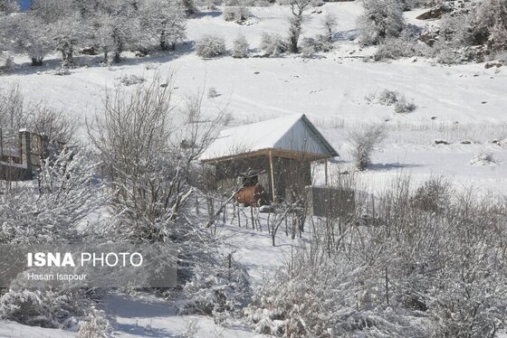 گزارش تصویری | بارش برف زمستانی در سوادکوه - مازندران