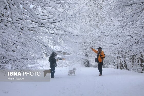 گزارش تصویری | بارش برف زمستانی در سوادکوه - مازندران