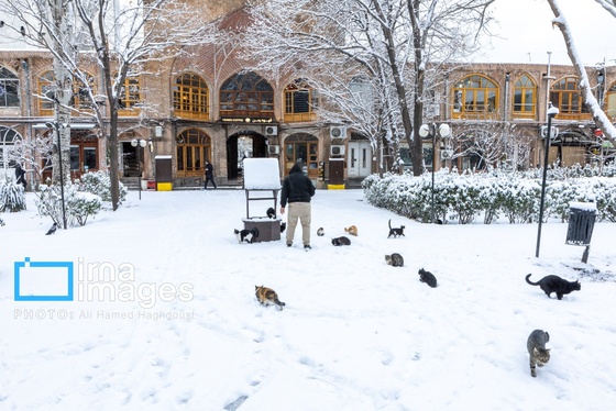 گزارش تصویری | برف در تبریز