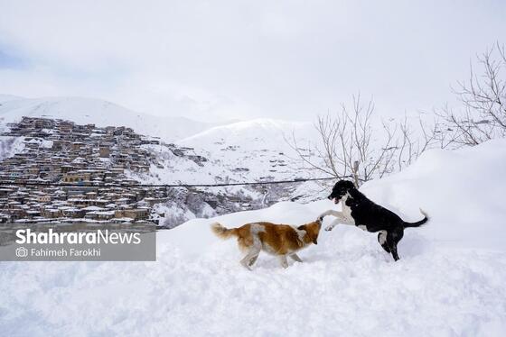 گزارش تصویری | طبیعت زمستانی روستای کنگ