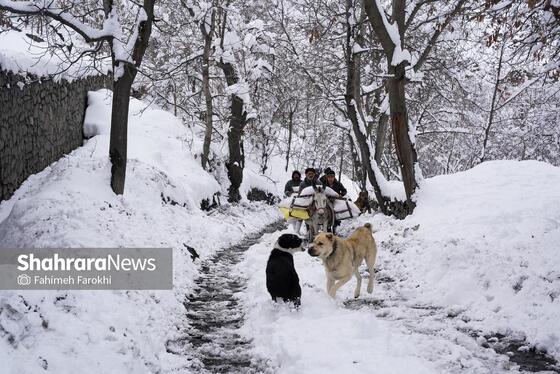 گزارش تصویری | طبیعت زمستانی روستای کنگ