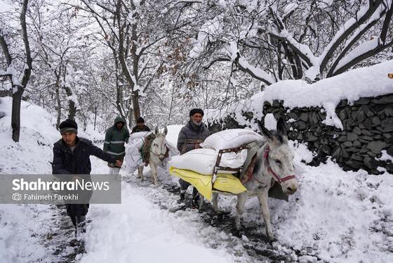 گزارش تصویری | طبیعت زمستانی روستای کنگ