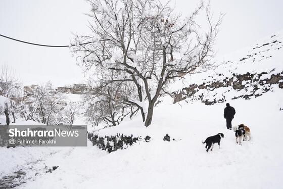 گزارش تصویری | طبیعت زمستانی روستای کنگ