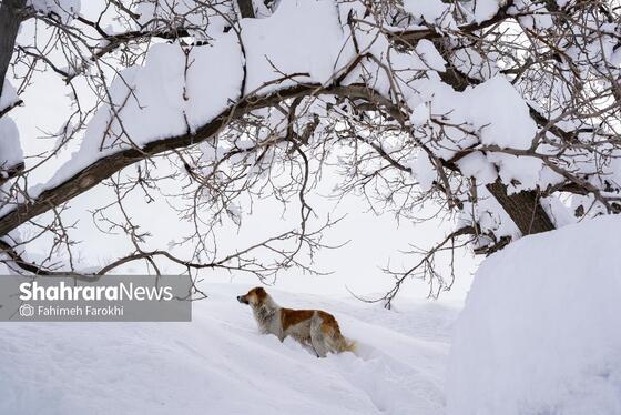 گزارش تصویری | طبیعت زمستانی روستای کنگ