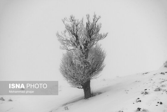 گزارش تصویری | طبیعت زمستانی استان گلستان