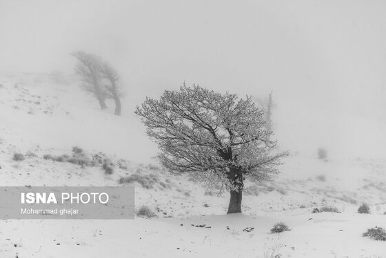 گزارش تصویری | طبیعت زمستانی استان گلستان