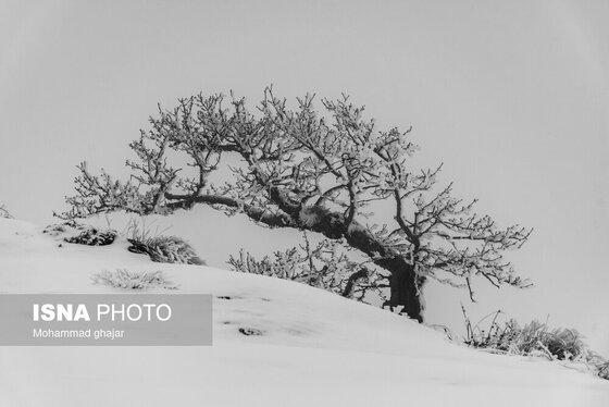 گزارش تصویری | طبیعت زمستانی استان گلستان
