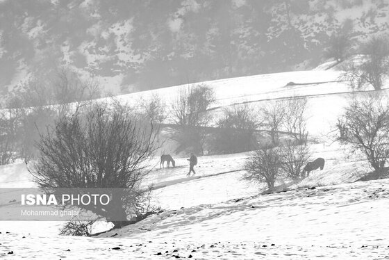 گزارش تصویری | طبیعت زمستانی استان گلستان
