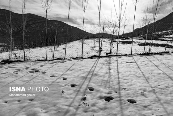 گزارش تصویری | طبیعت زمستانی استان گلستان