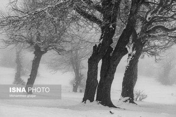 گزارش تصویری | طبیعت زمستانی استان گلستان