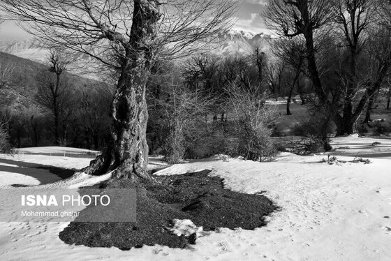 گزارش تصویری | طبیعت زمستانی استان گلستان