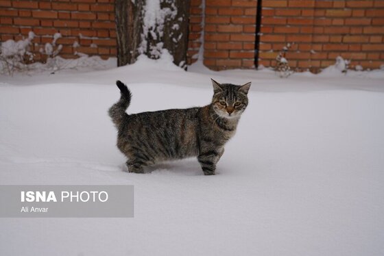 گزارش تصویری | اردبیلِ سفید