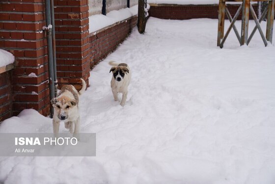 گزارش تصویری | اردبیلِ سفید