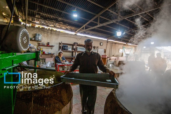 گزارش تصویری | برداشت نیشکر از زمین های استان مازندران