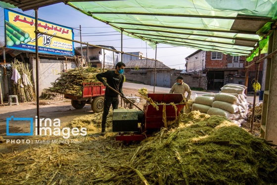 گزارش تصویری | برداشت نیشکر از زمین های استان مازندران