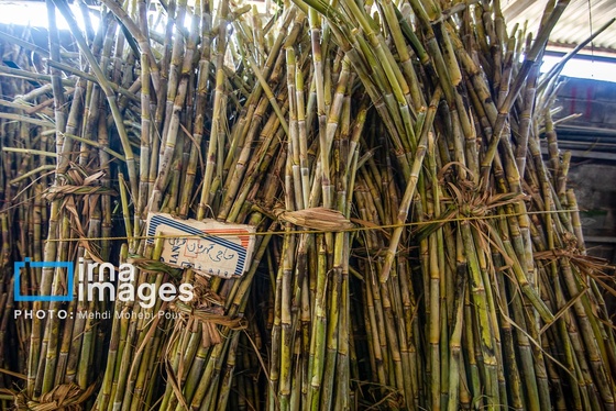 گزارش تصویری | برداشت نیشکر از زمین های استان مازندران