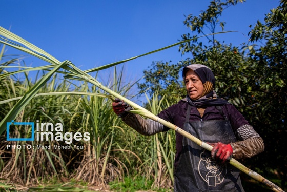 گزارش تصویری | برداشت نیشکر از زمین های استان مازندران