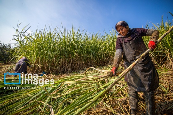 گزارش تصویری | برداشت نیشکر از زمین های استان مازندران