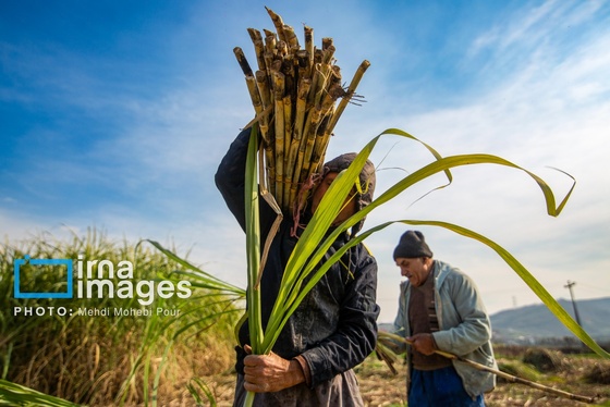 گزارش تصویری | برداشت نیشکر از زمین های استان مازندران