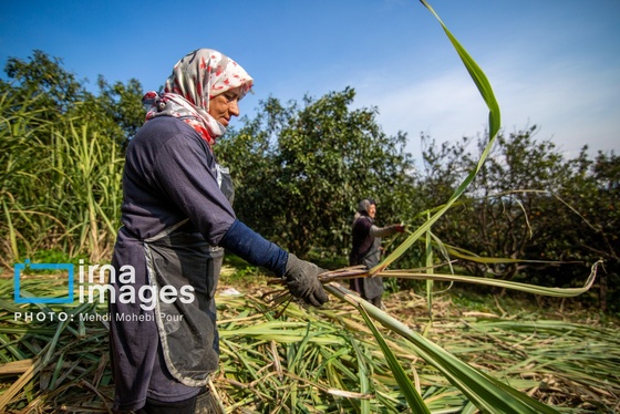 گزارش تصویری | برداشت نیشکر از زمین های استان مازندران