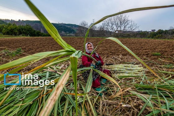 گزارش تصویری | برداشت نیشکر از زمین های استان مازندران