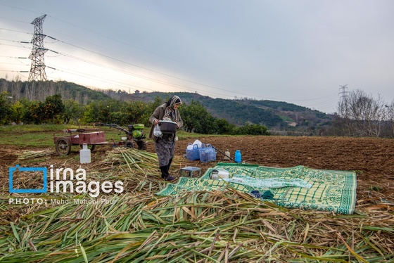 گزارش تصویری | برداشت نیشکر از زمین های استان مازندران