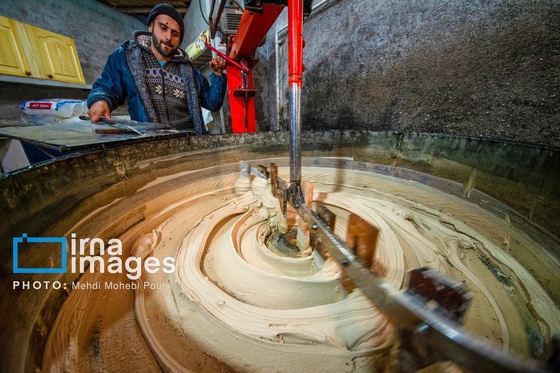 گزارش تصویری | برداشت نیشکر از زمین های استان مازندران