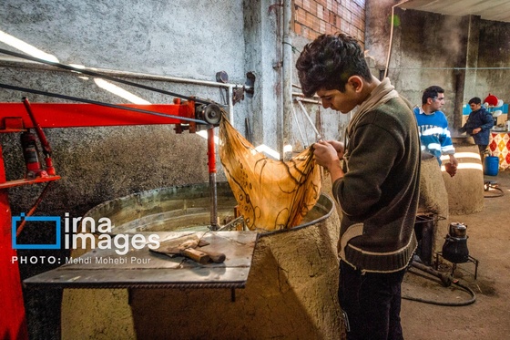 گزارش تصویری | برداشت نیشکر از زمین های استان مازندران