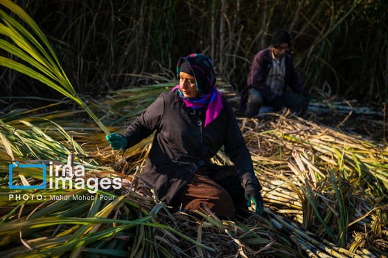 گزارش تصویری | برداشت نیشکر از زمین های استان مازندران