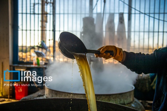 گزارش تصویری | برداشت نیشکر از زمین های استان مازندران