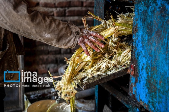 گزارش تصویری | برداشت نیشکر از زمین های استان مازندران