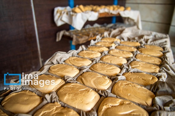 گزارش تصویری | برداشت نیشکر از زمین های استان مازندران